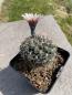 Preview: Gymnocalycium poeschlii